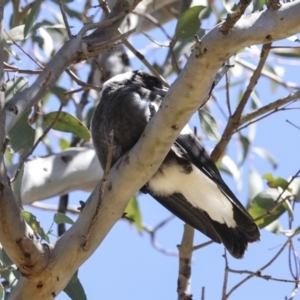 Gymnorhina tibicen at Higgins, ACT - 26 Oct 2023 10:03 AM