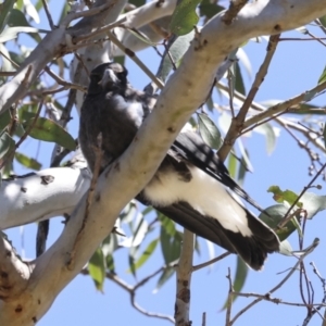 Gymnorhina tibicen at Higgins, ACT - 26 Oct 2023 10:03 AM