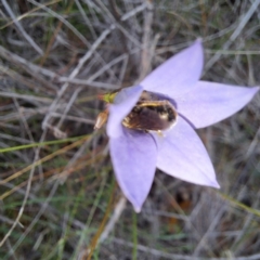 Unidentified Bee (Hymenoptera, Apiformes) at Watson, ACT - 4 Nov 2023 by abread111