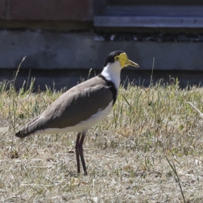 Vanellus miles (Masked Lapwing) at Scullin, ACT - 25 Oct 2023 by AlisonMilton