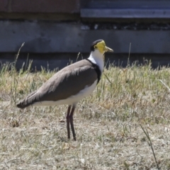 Vanellus miles at Scullin, ACT - 26 Oct 2023 09:56 AM