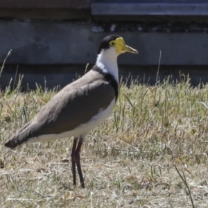 Vanellus miles at Scullin, ACT - 26 Oct 2023