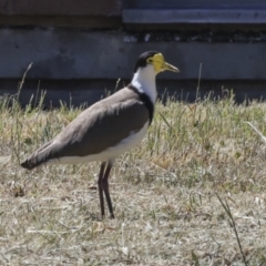 Vanellus miles at Scullin, ACT - 26 Oct 2023 09:56 AM