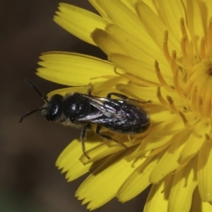 Lasioglossum (Chilalictus) lanarium at Higgins, ACT - 26 Oct 2023 10:06 AM