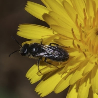 Lasioglossum (Chilalictus) lanarium (Halictid bee) at Higgins, ACT - 26 Oct 2023 by AlisonMilton