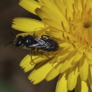 Lasioglossum (Chilalictus) lanarium at Higgins, ACT - 26 Oct 2023 10:06 AM