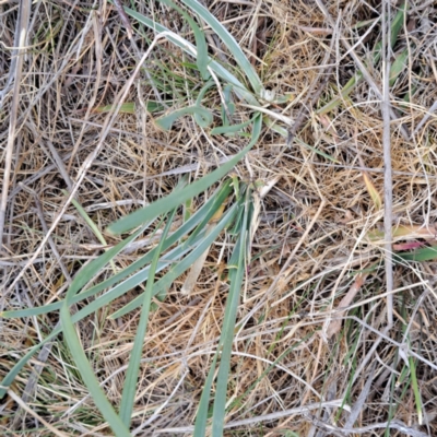 Lomandra (genus) (A Matrush) at Watson, ACT - 4 Nov 2023 by abread111