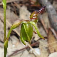 Caleana minor (Small Duck Orchid) at Rugosa - 4 Nov 2023 by HelenCross
