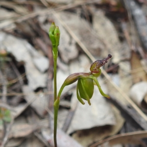 Caleana minor at Yass River, NSW - 4 Nov 2023