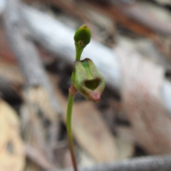 Caleana minor at Yass River, NSW - 4 Nov 2023