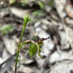 Caleana minor (Small Duck Orchid) at Rugosa - 4 Nov 2023 by strigo