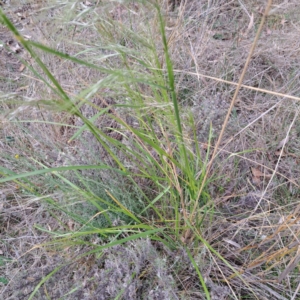 Nassella neesiana at Watson, ACT - 4 Nov 2023 05:39 PM