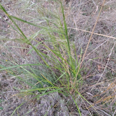 Nassella neesiana (Chilean Needlegrass) at Watson, ACT - 4 Nov 2023 by abread111