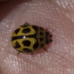 Peltoschema oceanica (Oceanica leaf beetle) at Scullin, ACT - 25 Oct 2023 by AlisonMilton