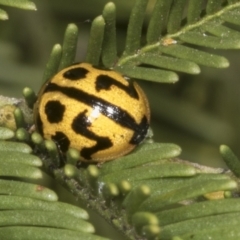 Peltoschema oceanica at Scullin, ACT - 26 Oct 2023