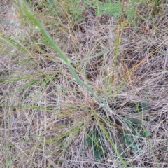 Chondrilla juncea (Skeleton Weed) at Watson, ACT - 4 Nov 2023 by abread111