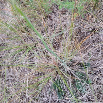 Chondrilla juncea (Skeleton Weed) at Watson, ACT - 4 Nov 2023 by abread111