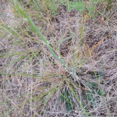 Chondrilla juncea (Skeleton Weed) at Mount Majura - 4 Nov 2023 by abread111