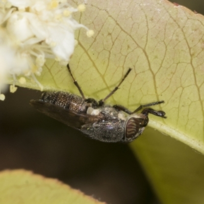 Stomorhina discolor (Snout fly) at Scullin, ACT - 25 Oct 2023 by AlisonMilton