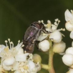 Stomorhina subapicalis at Scullin, ACT - 26 Oct 2023