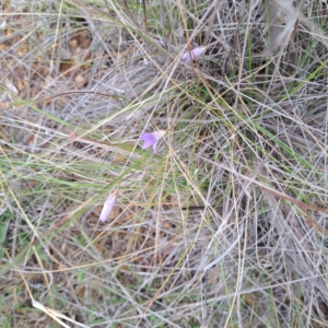 Wahlenbergia sp. at Watson, ACT - 4 Nov 2023