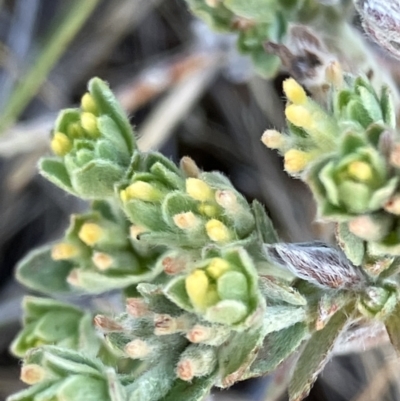 Pimelea micrantha (Silky Rice-flower) at Suttons Dam - 1 Nov 2023 by KL