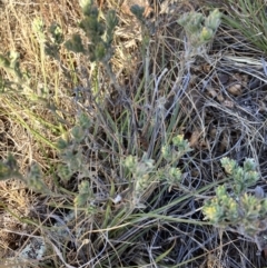 Pimelea micrantha at Fentons Creek, VIC - suppressed