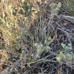 Pimelea micrantha at Fentons Creek, VIC - suppressed
