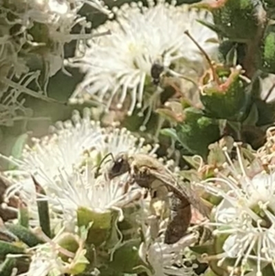 Lasioglossum (Parasphecodes) bryotrichum at Mount Annan, NSW - 20 Oct 2023 by JudeWright