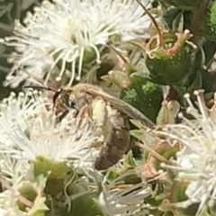 Lasioglossum (Parasphecodes) bryotrichum at Mount Annan, NSW - 20 Oct 2023 01:34 PM