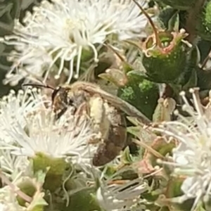 Lasioglossum (Parasphecodes) bryotrichum at Mount Annan, NSW - 20 Oct 2023
