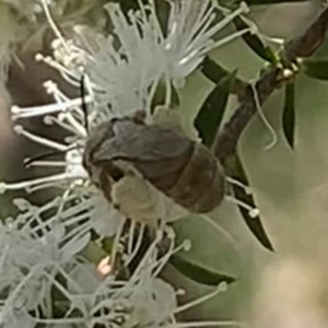 Lasioglossum (Parasphecodes) bryotrichum at Mount Annan, NSW - 20 Oct 2023 01:34 PM