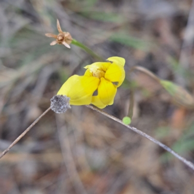 Goodenia pinnatifida (Scrambled Eggs) at Watson, ACT - 4 Nov 2023 by abread111