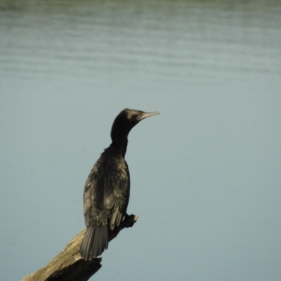 Phalacrocorax sulcirostris (Little Black Cormorant) at Mannus State Forest - 2 Nov 2023 by SimoneC