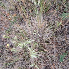 Rytidosperma sp. (Wallaby Grass) at Mount Majura - 4 Nov 2023 by abread111