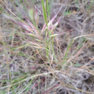 Rytidosperma sp. at Watson, ACT - 4 Nov 2023