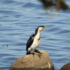 Microcarbo melanoleucos (Little Pied Cormorant) at Mannus State Forest - 1 Nov 2023 by SimoneC