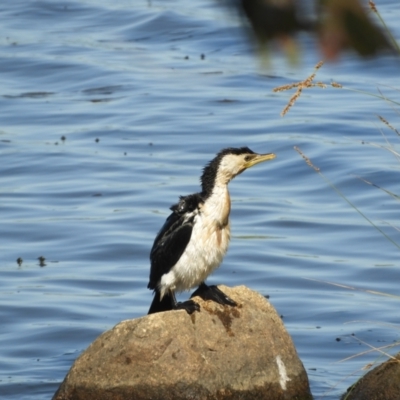 Microcarbo melanoleucos (Little Pied Cormorant) at Mannus State Forest - 1 Nov 2023 by SimoneC