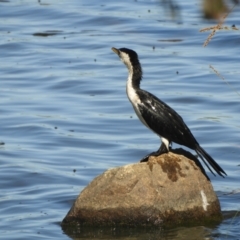 Microcarbo melanoleucos at Tumbarumba, NSW - 1 Nov 2023