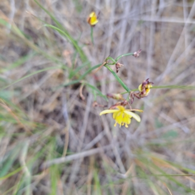 Tricoryne elatior (Yellow Rush Lily) at Watson, ACT - 4 Nov 2023 by abread111