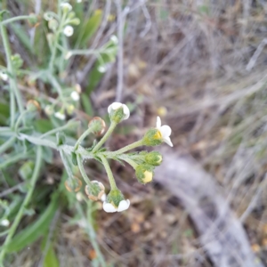 Hackelia suaveolens at Watson, ACT - 4 Nov 2023