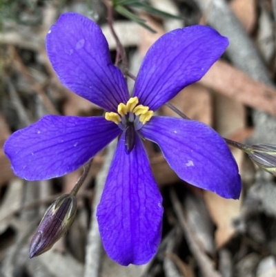 Cheiranthera linearis (Finger Flower) at Rugosa - 3 Nov 2023 by strigo