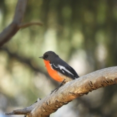 Petroica phoenicea (Flame Robin) at Bago State Forest - 31 Oct 2023 by SimoneC