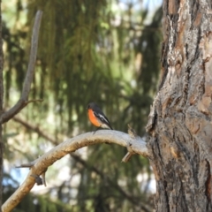 Petroica phoenicea at Batlow, NSW - 31 Oct 2023