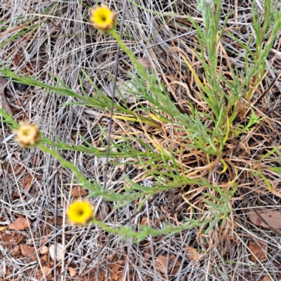 Rutidosis leptorhynchoides (Button Wrinklewort) at Watson, ACT - 4 Nov 2023 by abread111