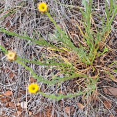 Rutidosis leptorhynchoides (Button Wrinklewort) at Mount Majura - 4 Nov 2023 by abread111