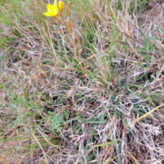 Bulbine bulbosa (Golden Lily) at Mount Majura - 4 Nov 2023 by abread111