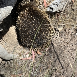 Tachyglossus aculeatus at Hall, ACT - 2 Nov 2023 10:55 AM