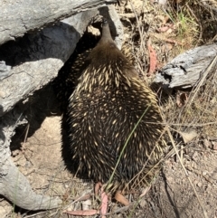 Tachyglossus aculeatus at Hall, ACT - 2 Nov 2023