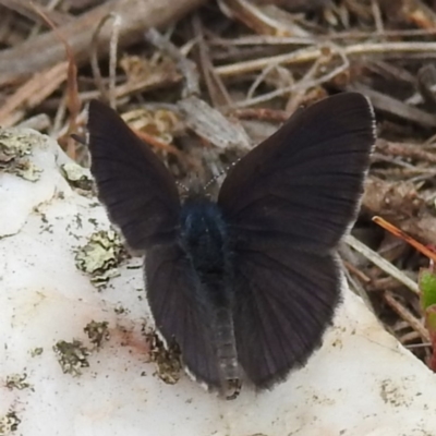 Erina acasta (Blotched Dusky-blue) at Yass River, NSW - 4 Nov 2023 by HelenCross